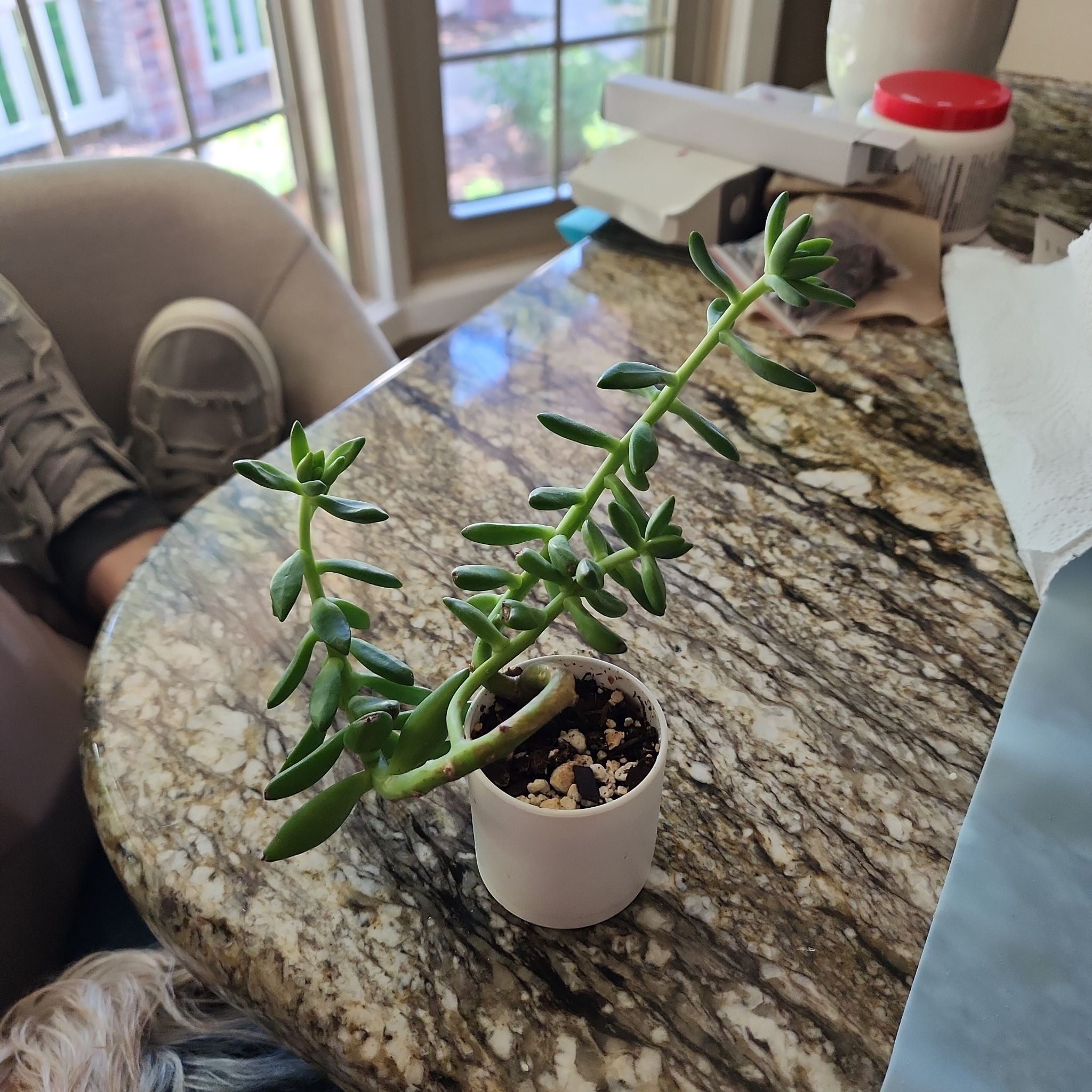 Photo of the plant species Sedum nussbaumerianum 'Coppertone' by @AceMountainflex named Elle on Greg, the plant care app