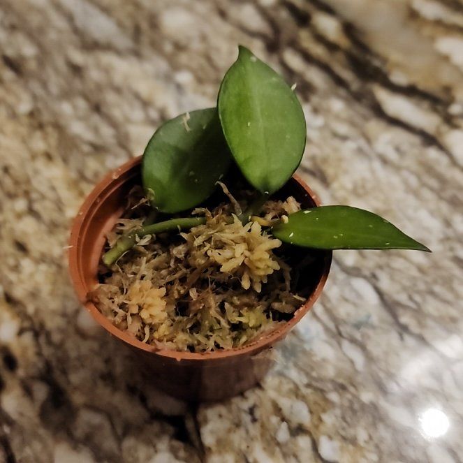 Photo of the plant species Hoya lacunosa ‘Asami’ (cCone 2) by @AceMountainflex named Lavender on Greg, the plant care app