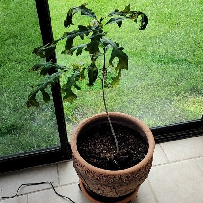 Photo of the plant species Oak Tree by @AceMountainflex named Beckham on Greg, the plant care app