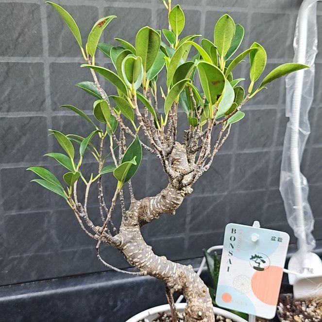 Photo of the plant species Tiger Bark Ficus by @WarmRambutan54 named Foxxy on Greg, the plant care app