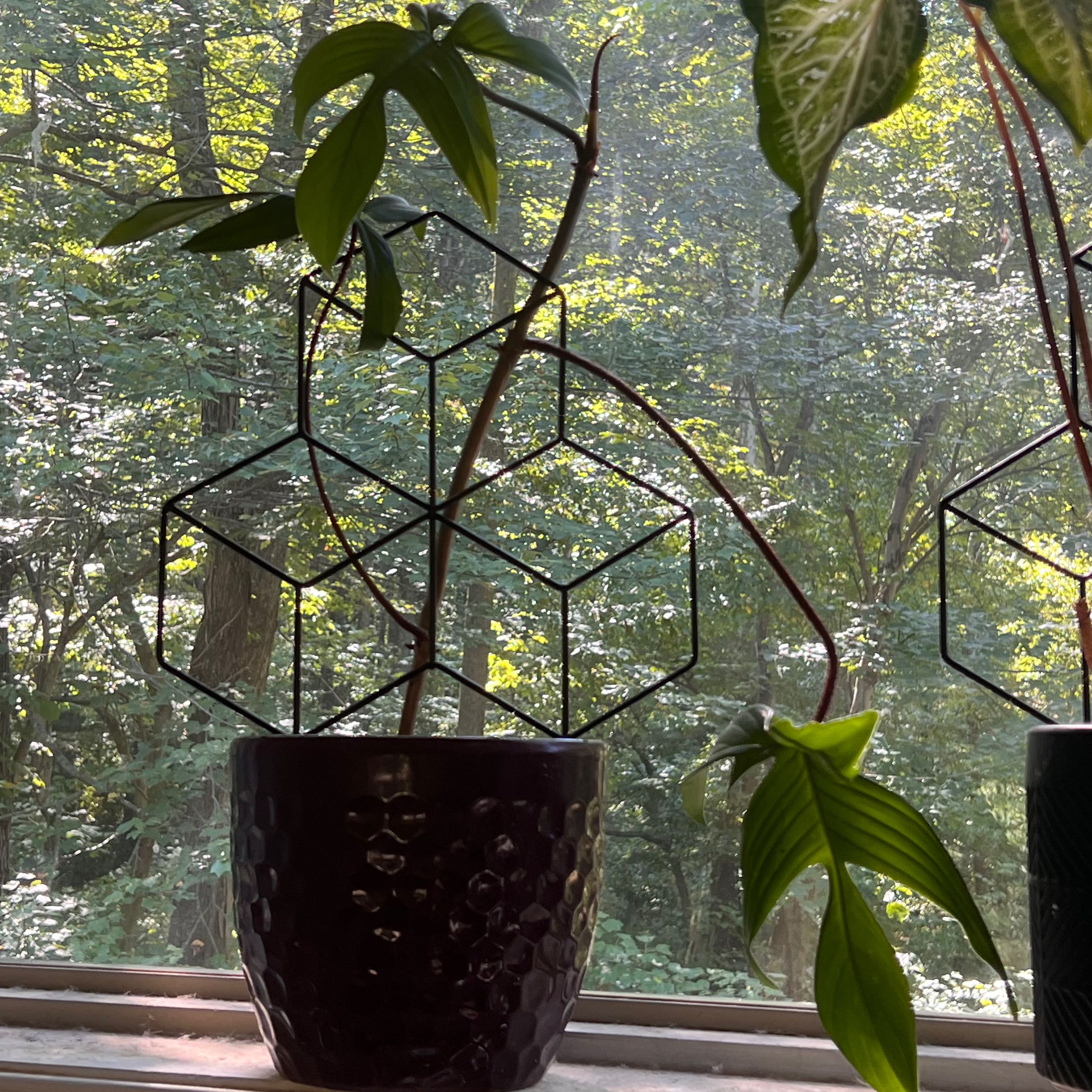 Philodendron 'Florida' plant in a pot on a windowsill with a view of trees outside.