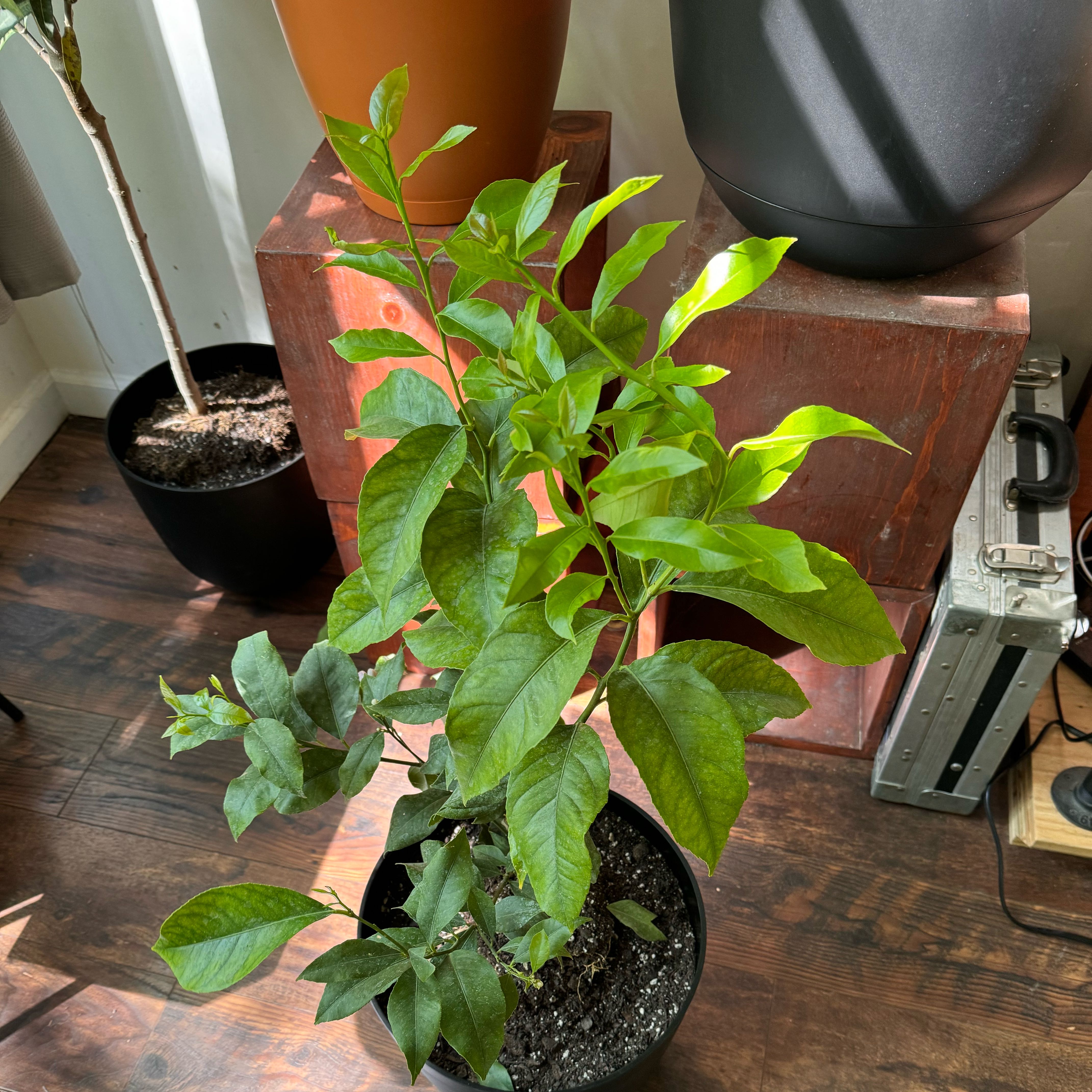 Potted lemon plant with healthy green leaves indoors on a wooden floor.