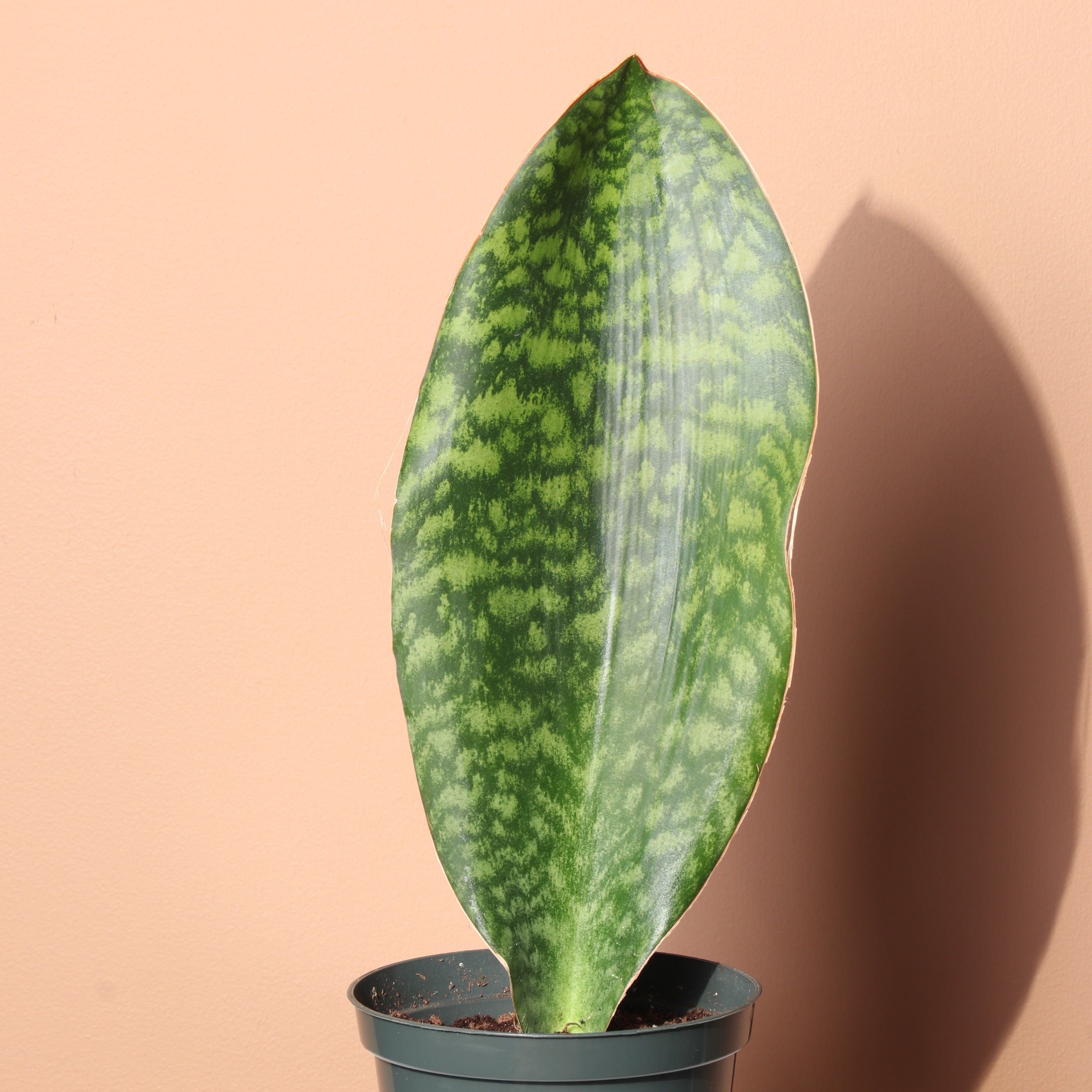 A healthy Whale Fin Snake Plant in a pot against a plain background.