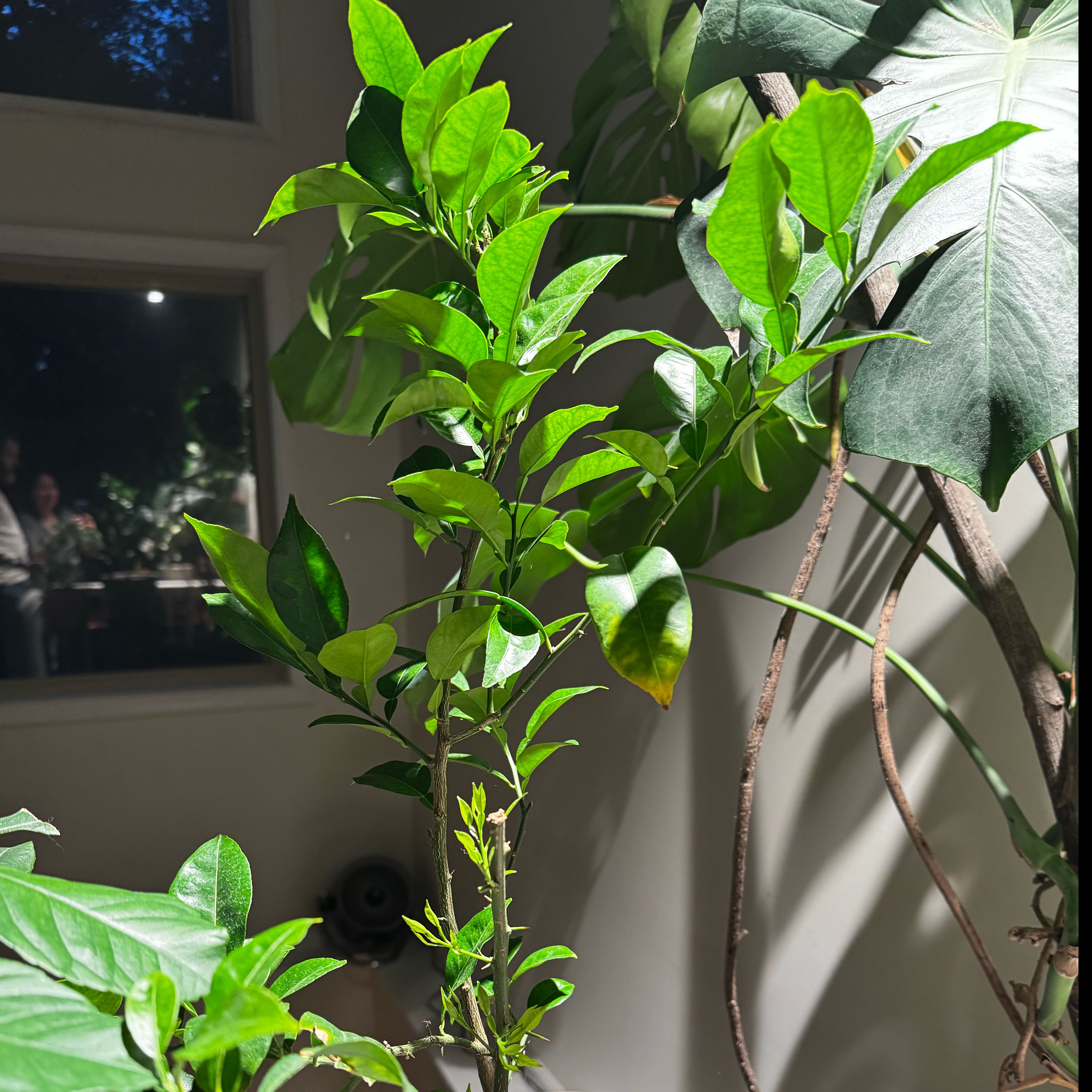 Photo of the plant species Sudachi Hybrid Yuzu by @Annaconda named Orwell on Greg, the plant care app