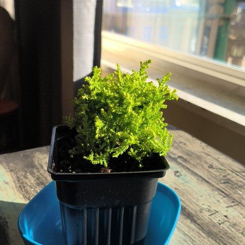 Photo of the plant species Blazeaway Heather by @CourtlyWorm named Aristotle on Greg, the plant care app