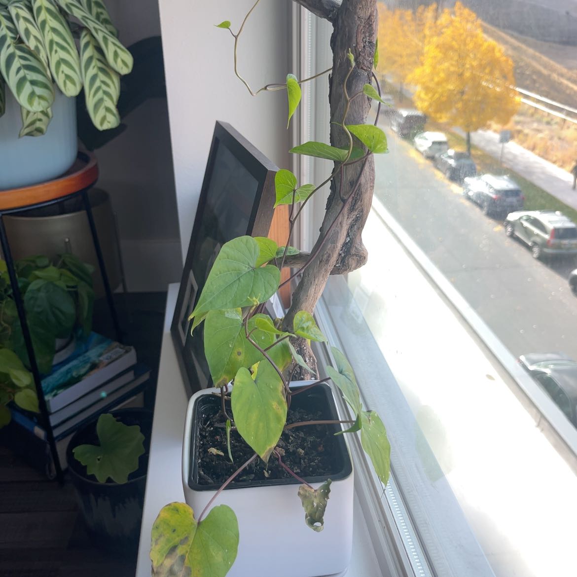 Photo of the plant species Moonflower, moon vine, tropical white morning glory by @GleamingNapaea named Sherlock on Greg, the plant care app