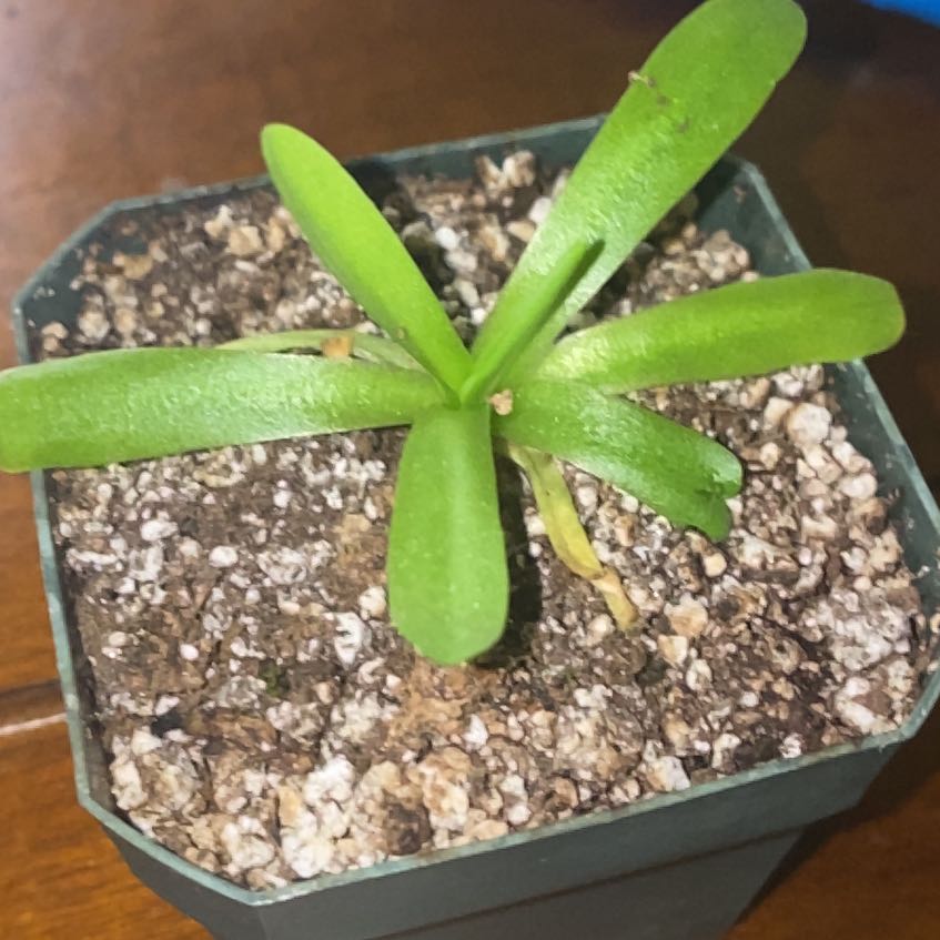 Photo of the plant species Pinguicula moctezumae by @RichLuckybamboo named Captain Plant-it on Greg, the plant care app