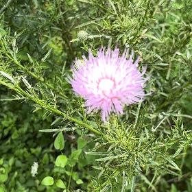 Photo of the plant species Nodding Thistle by @FunCobnut73 named Taylor Swift on Greg, the plant care app