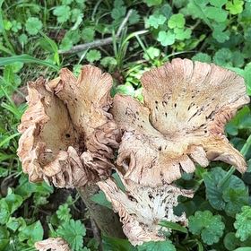 Photo of the plant species Lamium Purpureum by @FunCobnut73 named Kobe on Greg, the plant care app