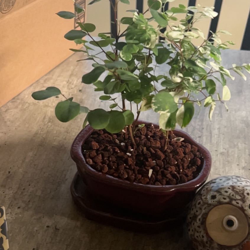 Photo of the plant species Brenia Snowbush by @LargeRosaryvine named Khaleesi on Greg, the plant care app