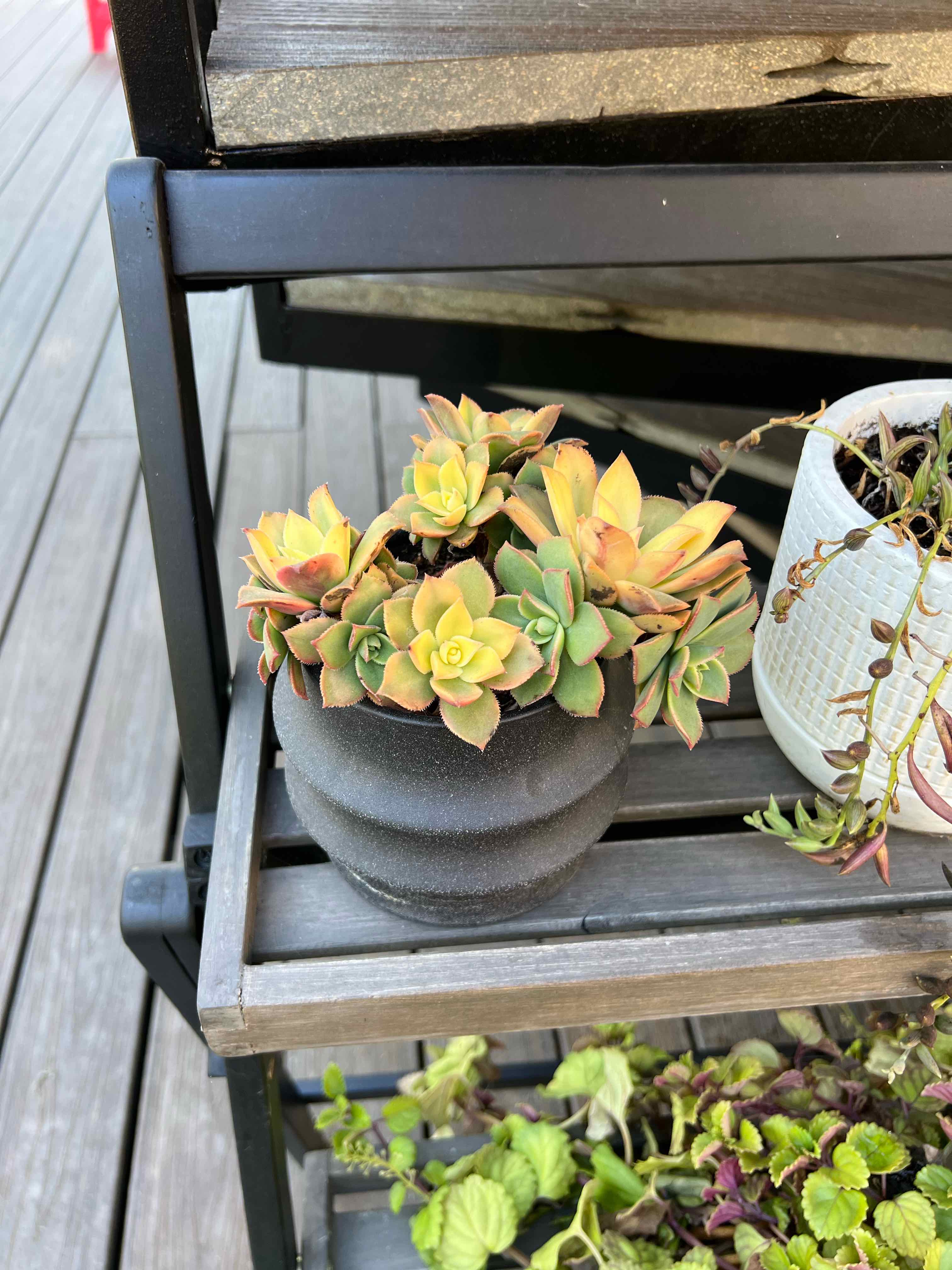 Haworth's Aeonium plant in a black pot on a wooden shelf, with slight yellowing and browning on some leaves.