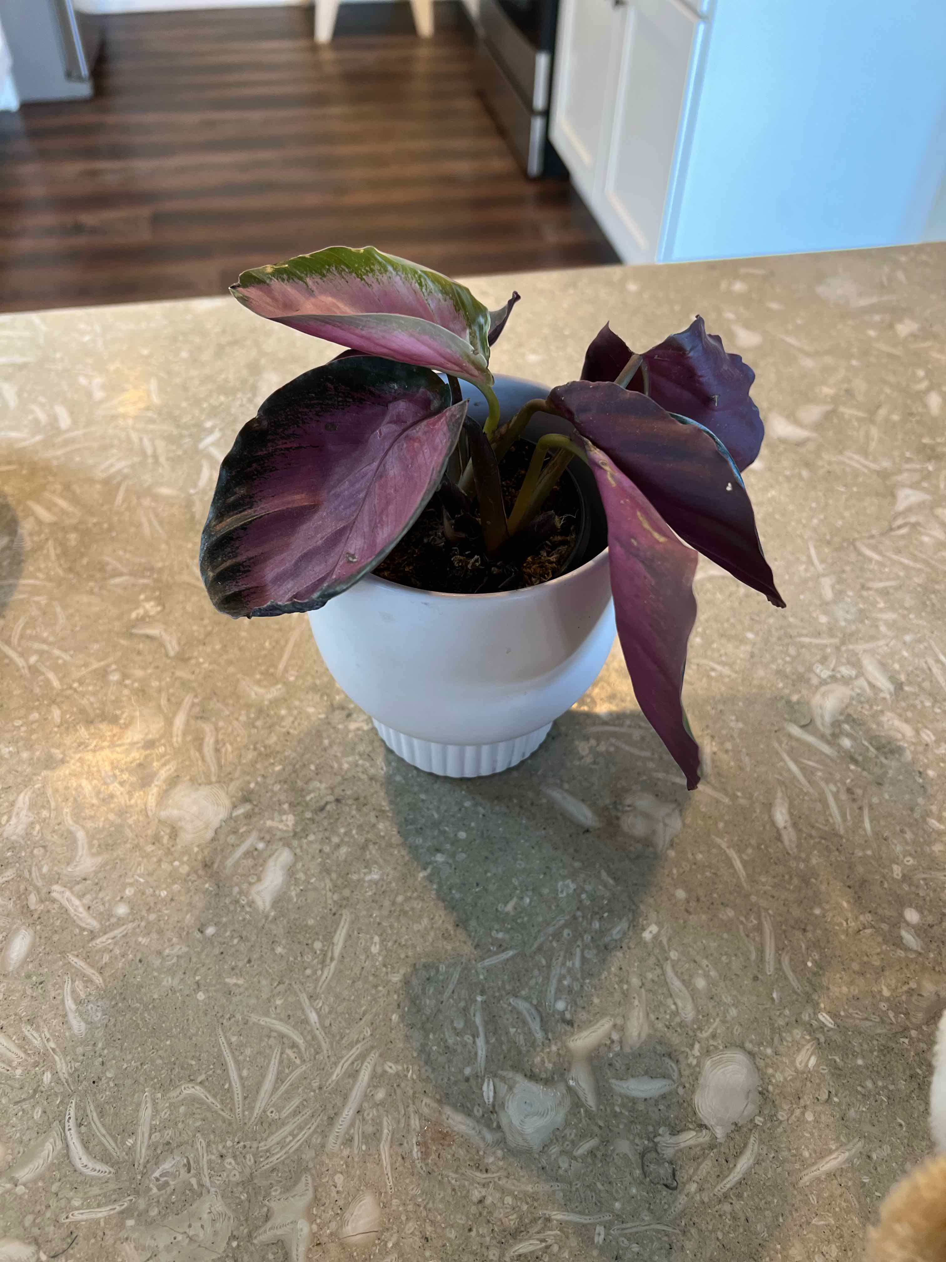 Calathea Rosy plant in a white pot on a countertop with broad, dark green leaves and pinkish-purple undersides.