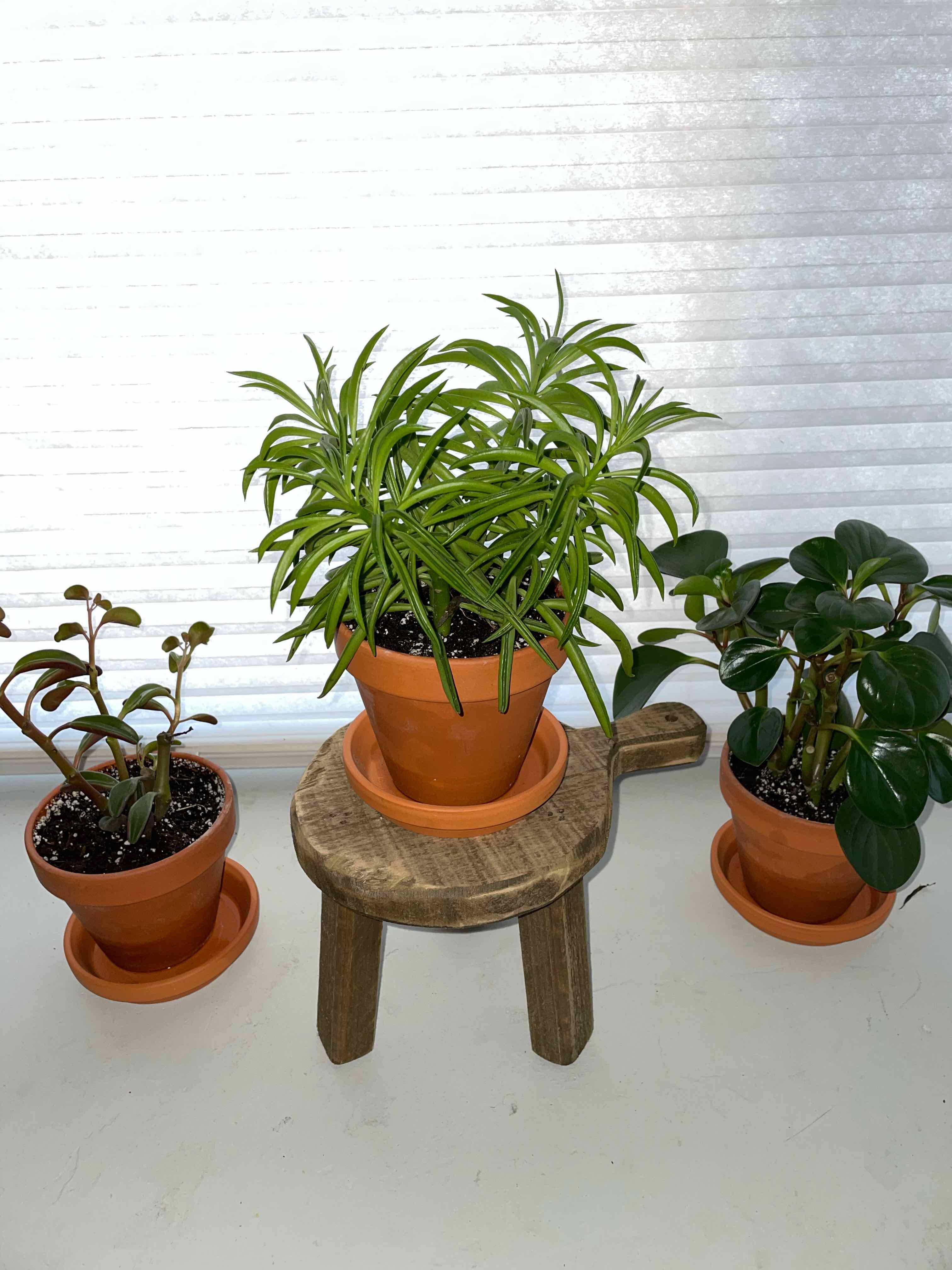 Three potted plants on a wooden stool, with the central plant identified as Pincushion Peperomia.