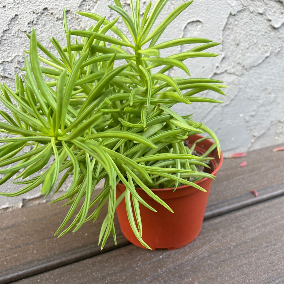 Healthy Pincushion Peperomia plant in a red pot on a wooden surface.
