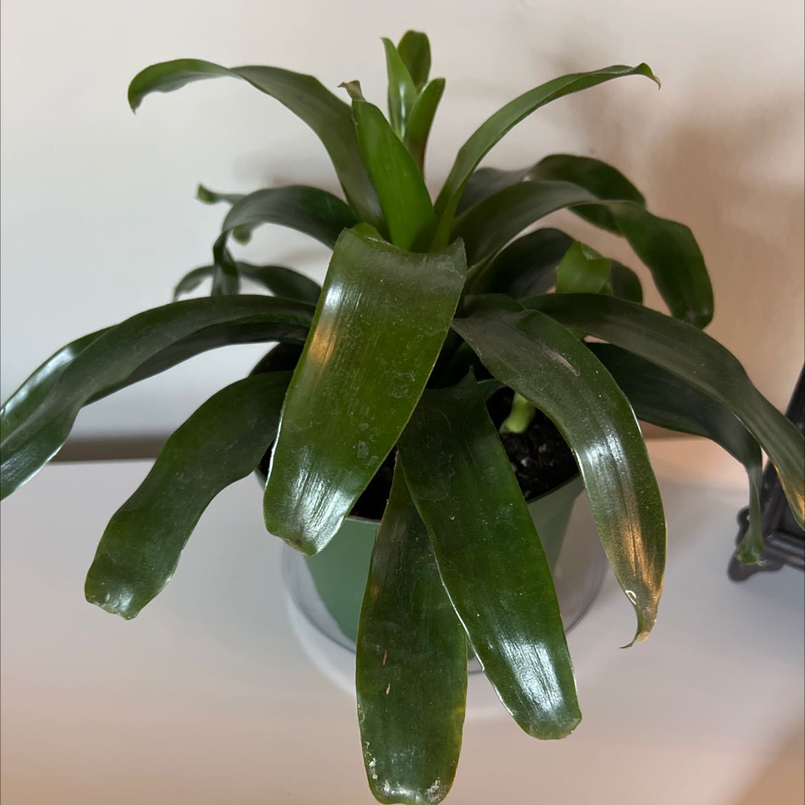Bromeliad plant with broad, dark green leaves in a pot on a flat surface.