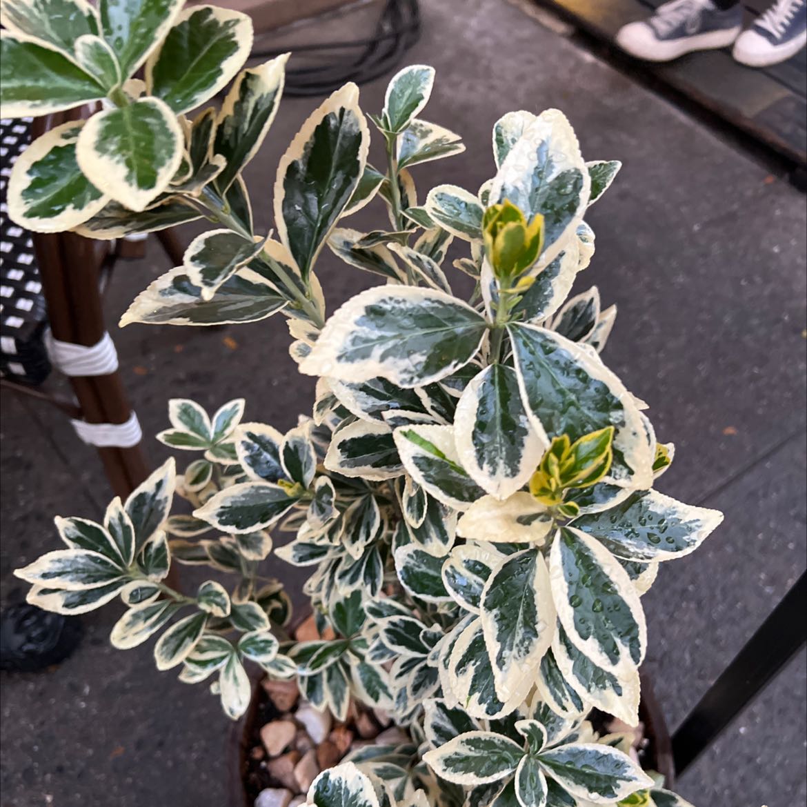 Variegated Japanese Spindle plant with green and white leaves in a pot.
