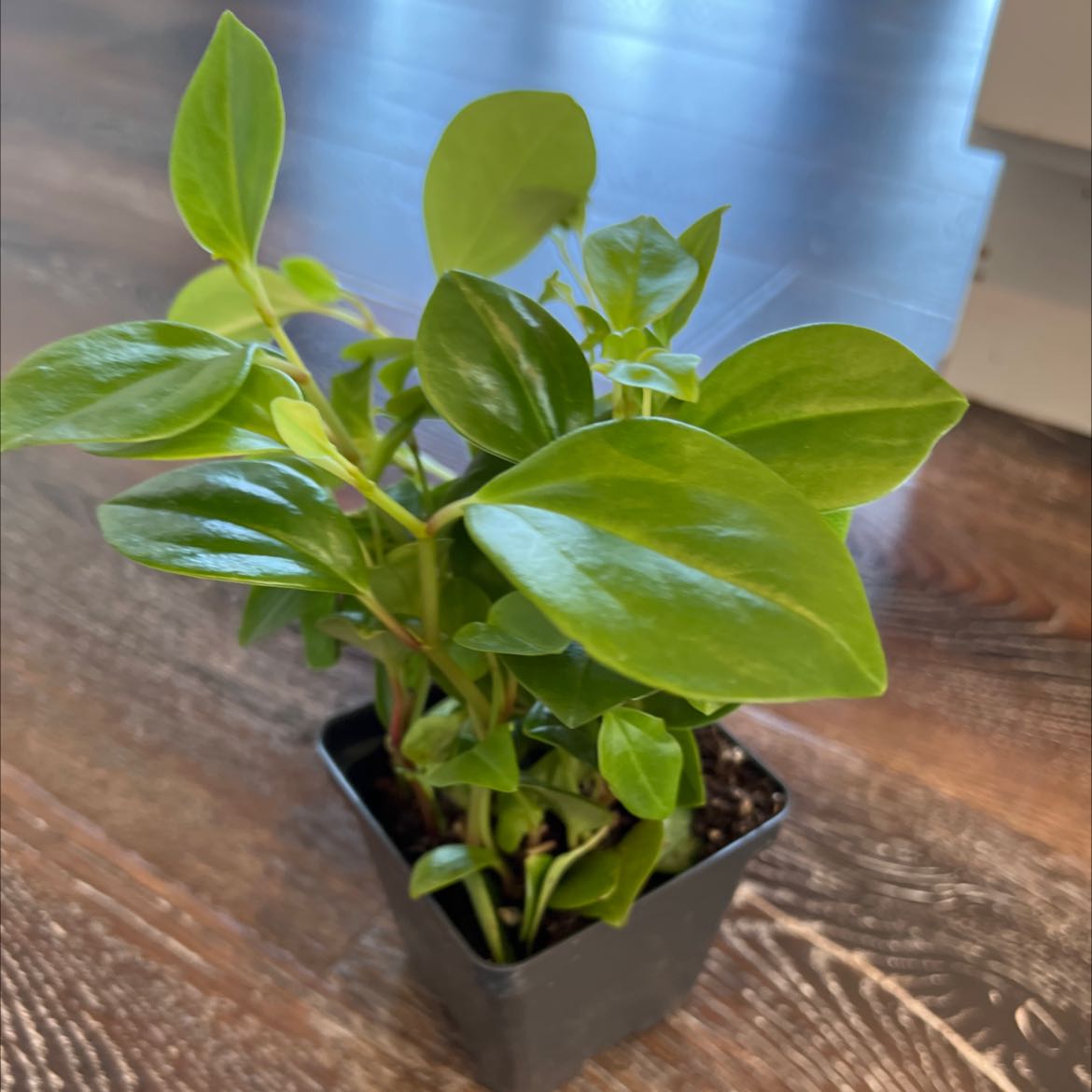 Photo of the plant species red stemmed peperomia by @Micky named Flick on Greg, the plant care app