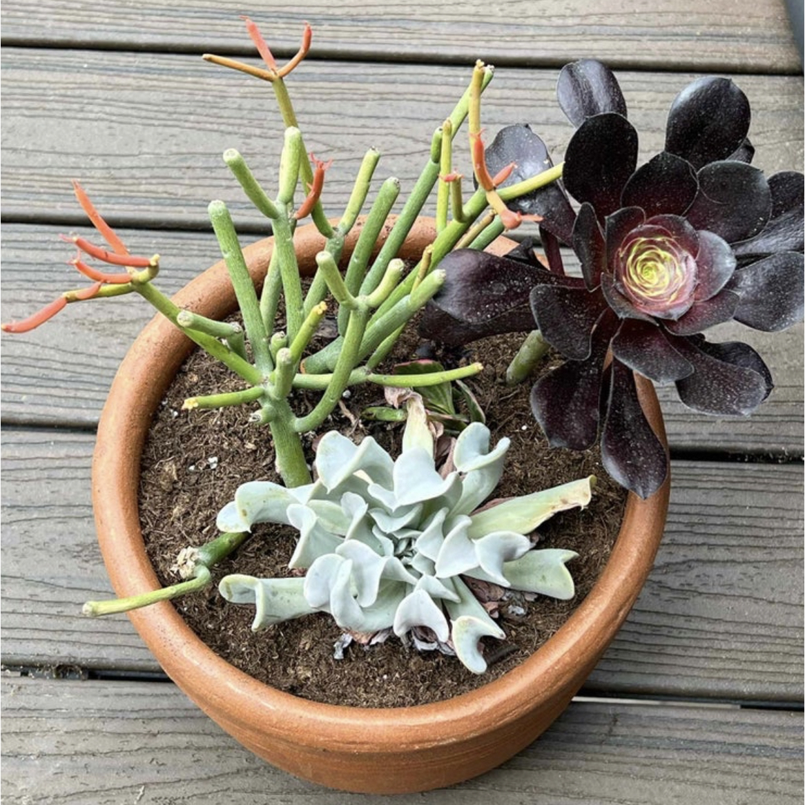 Potted Pencil Cactus with other succulents, healthy and well-framed.