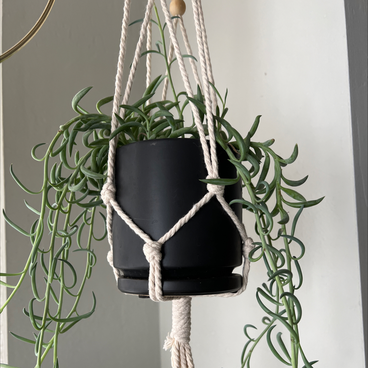 Photo of the plant species String of Bananas by @Micky named Raoul on Greg, the plant care app