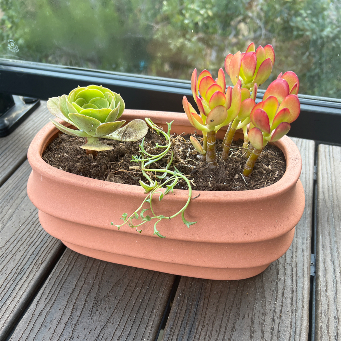 Potted Tree Aeonium with vibrant colors, some yellowing and browning leaves, visible soil.