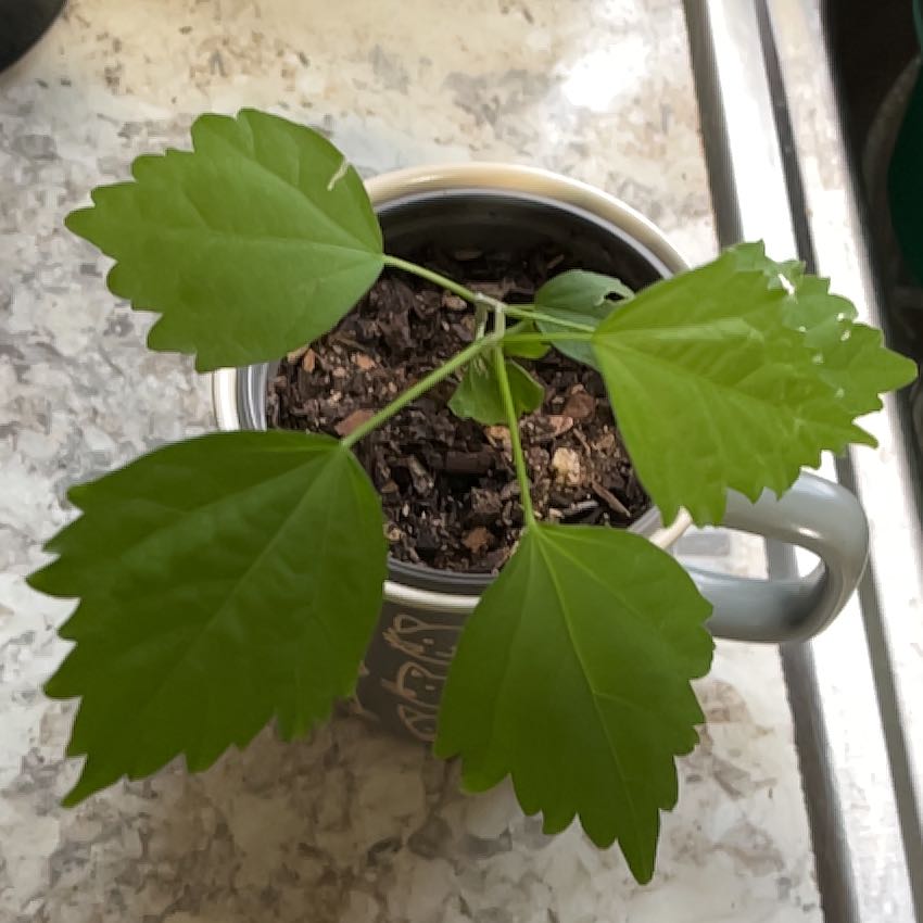 Photo of the plant species Rose Of Sharon by @WinTauhinu26 named Lola on Greg, the plant care app