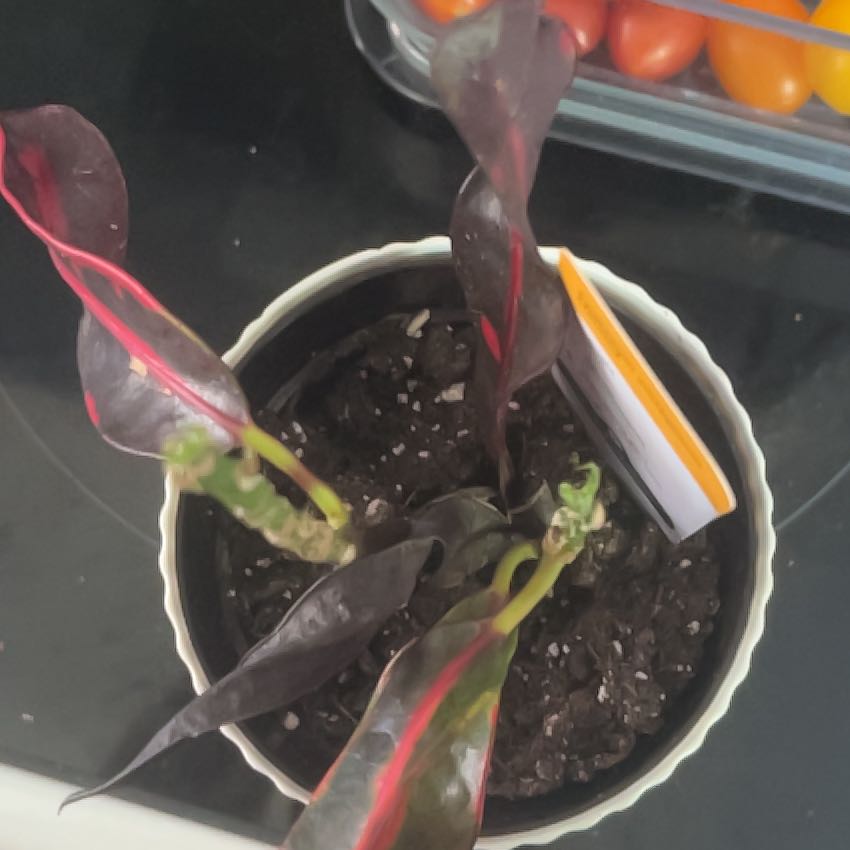 Photo of the plant species Mammy Croton by @WinTauhinu26 named Maya on Greg, the plant care app