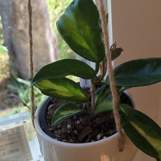 Photo of the plant species Krimson Queen Hoya by @SunniBerri named Xena on Greg, the plant care app