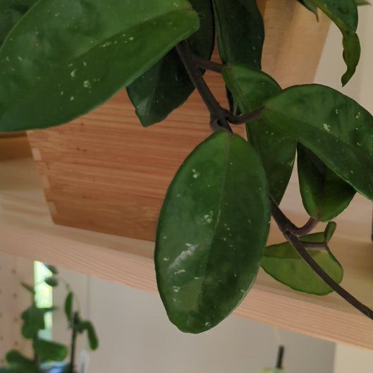 Photo of the plant species Hoya 'Krinkle 8' by @SunniBerri named Bieber on Greg, the plant care app