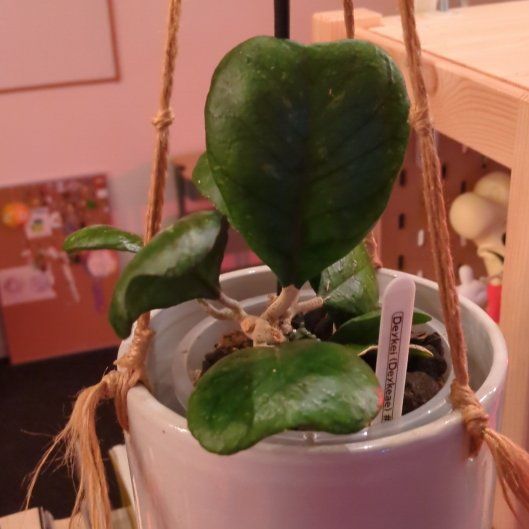 Photo of the plant species Hoya Deykeae by @SunniBerri named Sanders on Greg, the plant care app