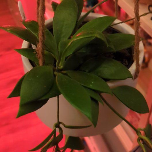 Photo of the plant species Hoya by @SunniBerri named Sol on Greg, the plant care app