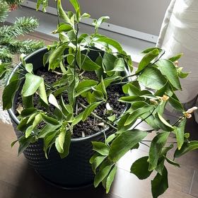 Photo of the plant species Meyer Lemon Tree by @ImitableRadish named Coco on Greg, the plant care app