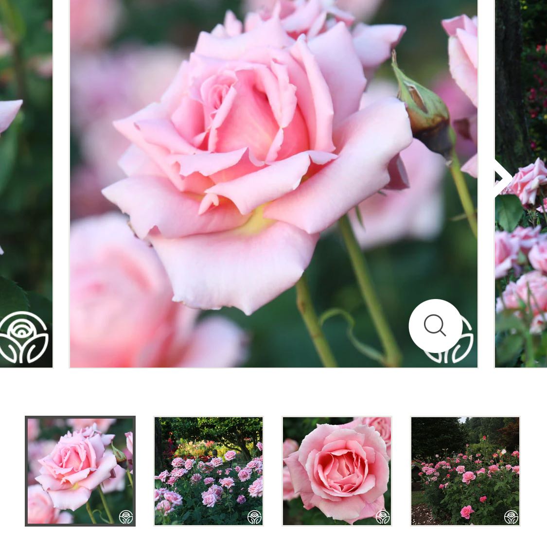 Photo of the plant species Tiffany Rose by @LargeCowparsley named Treeyoncé on Greg, the plant care app