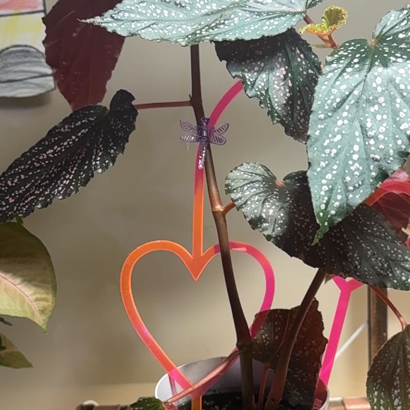 Plant care for Philodendron on Greg, the plant care app