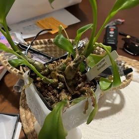 Photo of the plant species Frog plant by @CuteCornplant named Aristotle on Greg, the plant care app