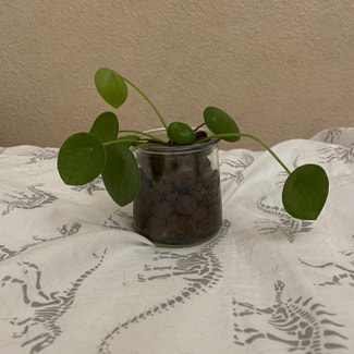 Chinese Money Plant plant in San Diego, California