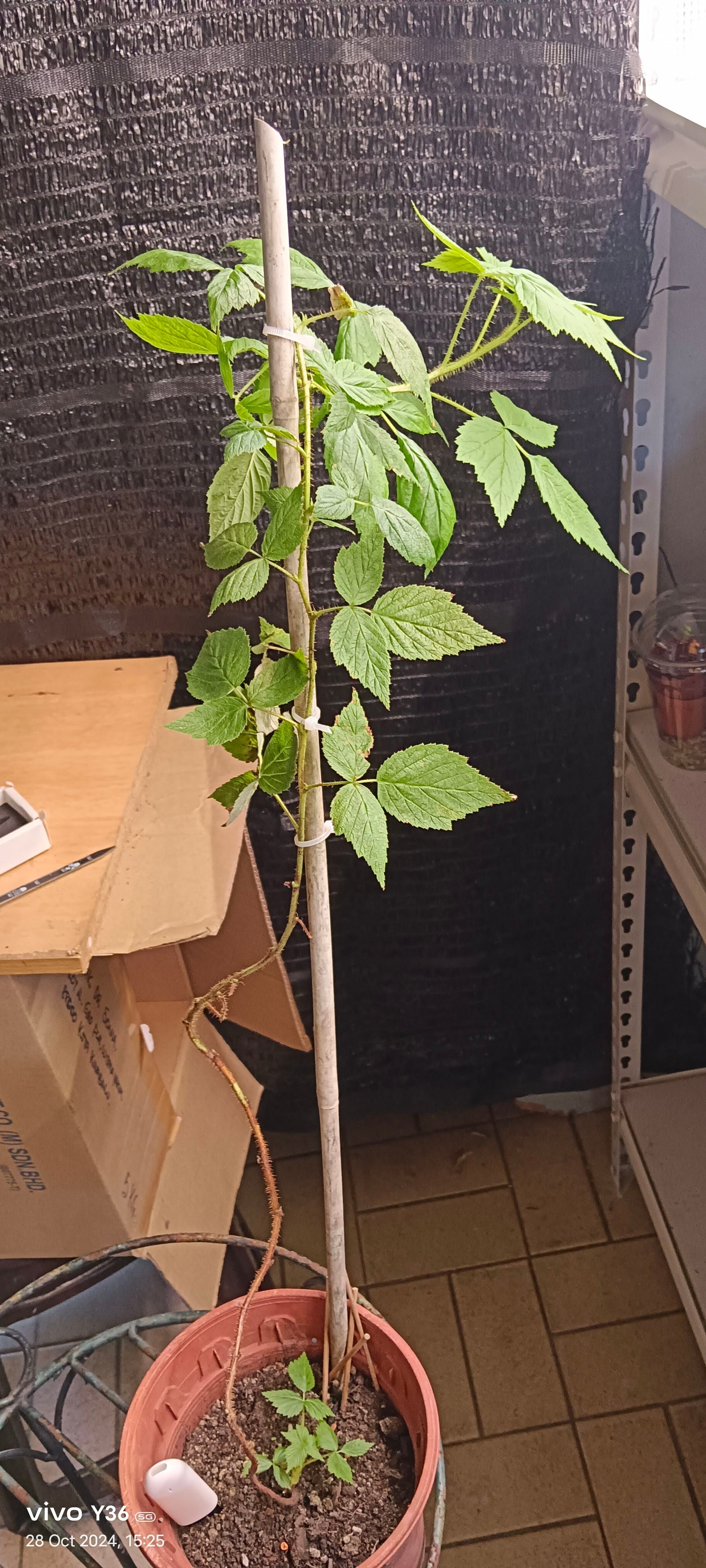 StepbyStep Guide to Pollinating Arapaho Blackberry 🍇