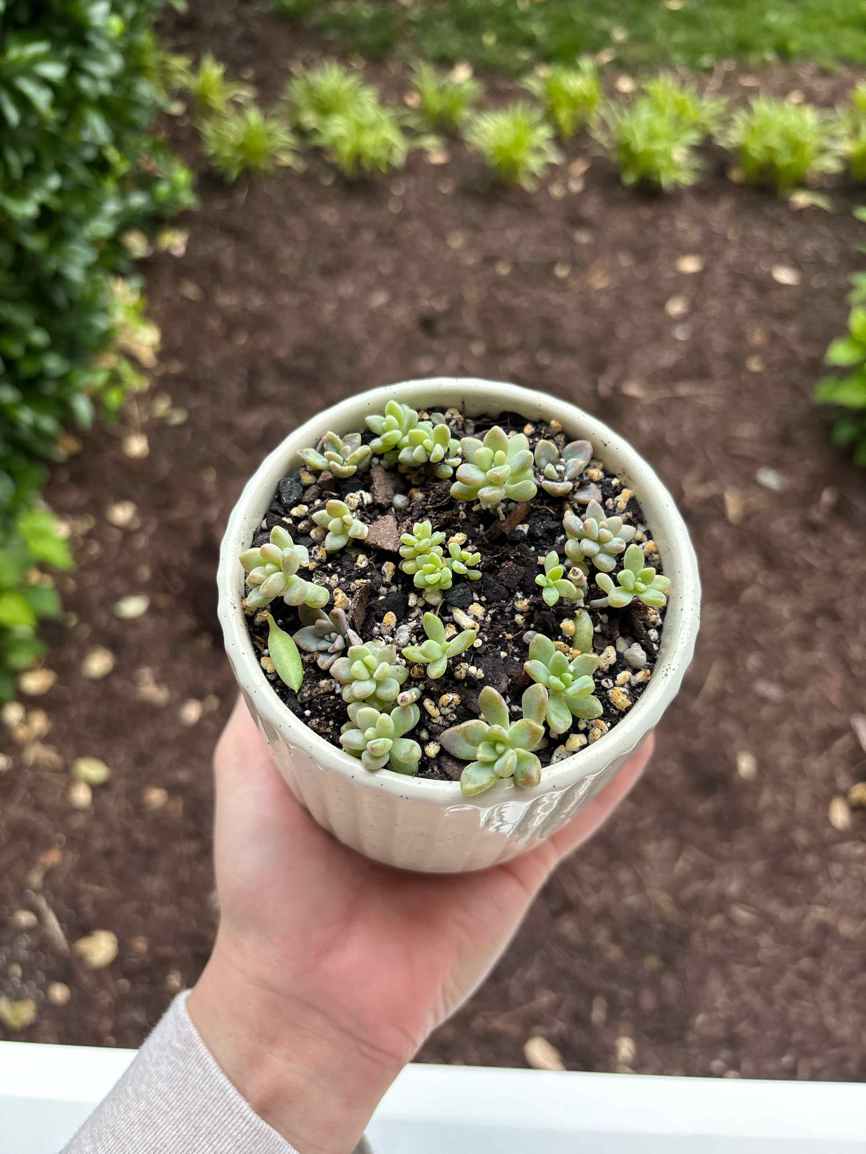 Photo of the plant species Graptopetalum 'Mirinae' by @planthigh named Stella on Greg, the plant care app