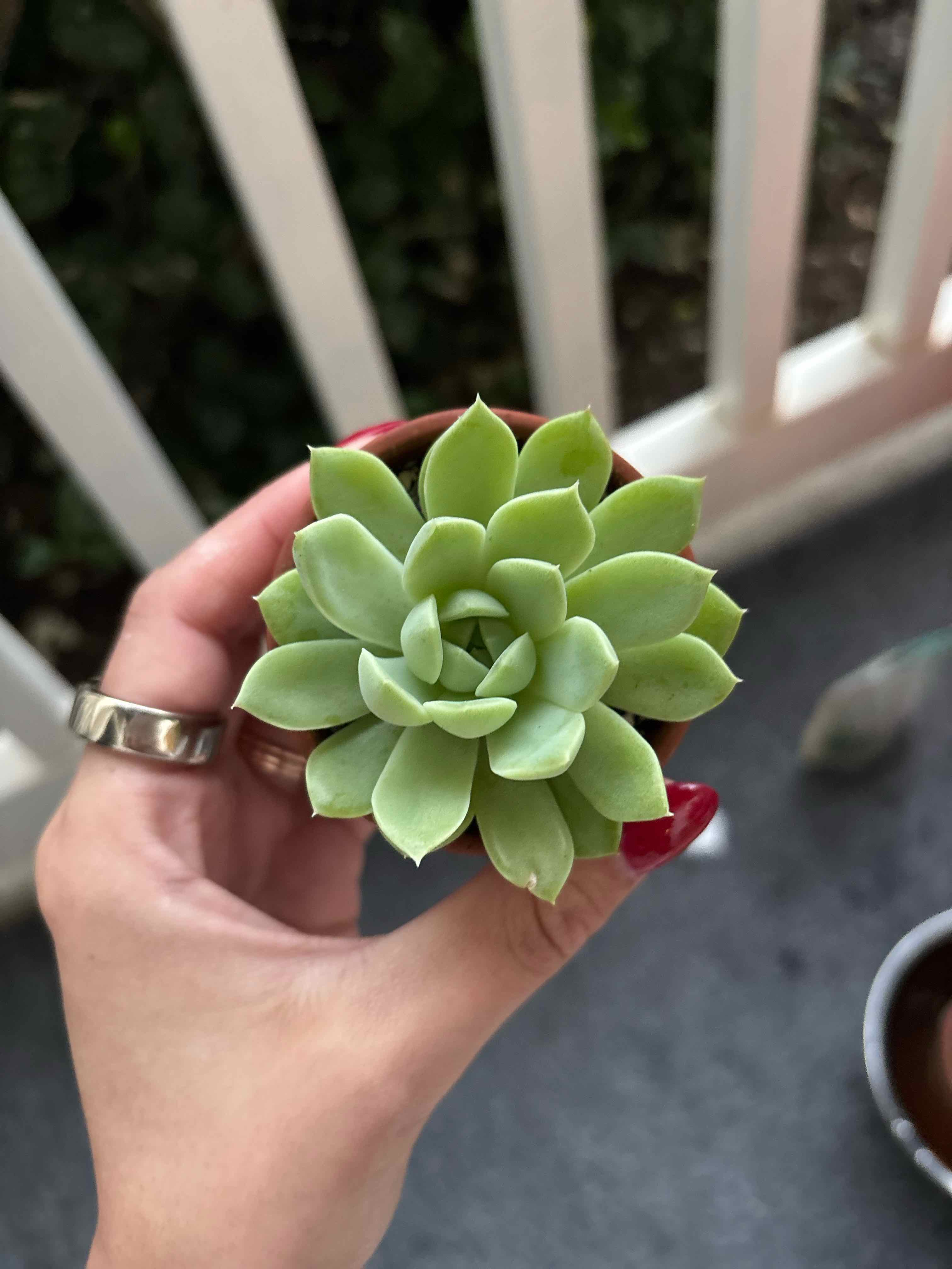 Photo of the plant species Echeveria Maigan hybrid by @planthigh named Michelle Branch on Greg, the plant care app