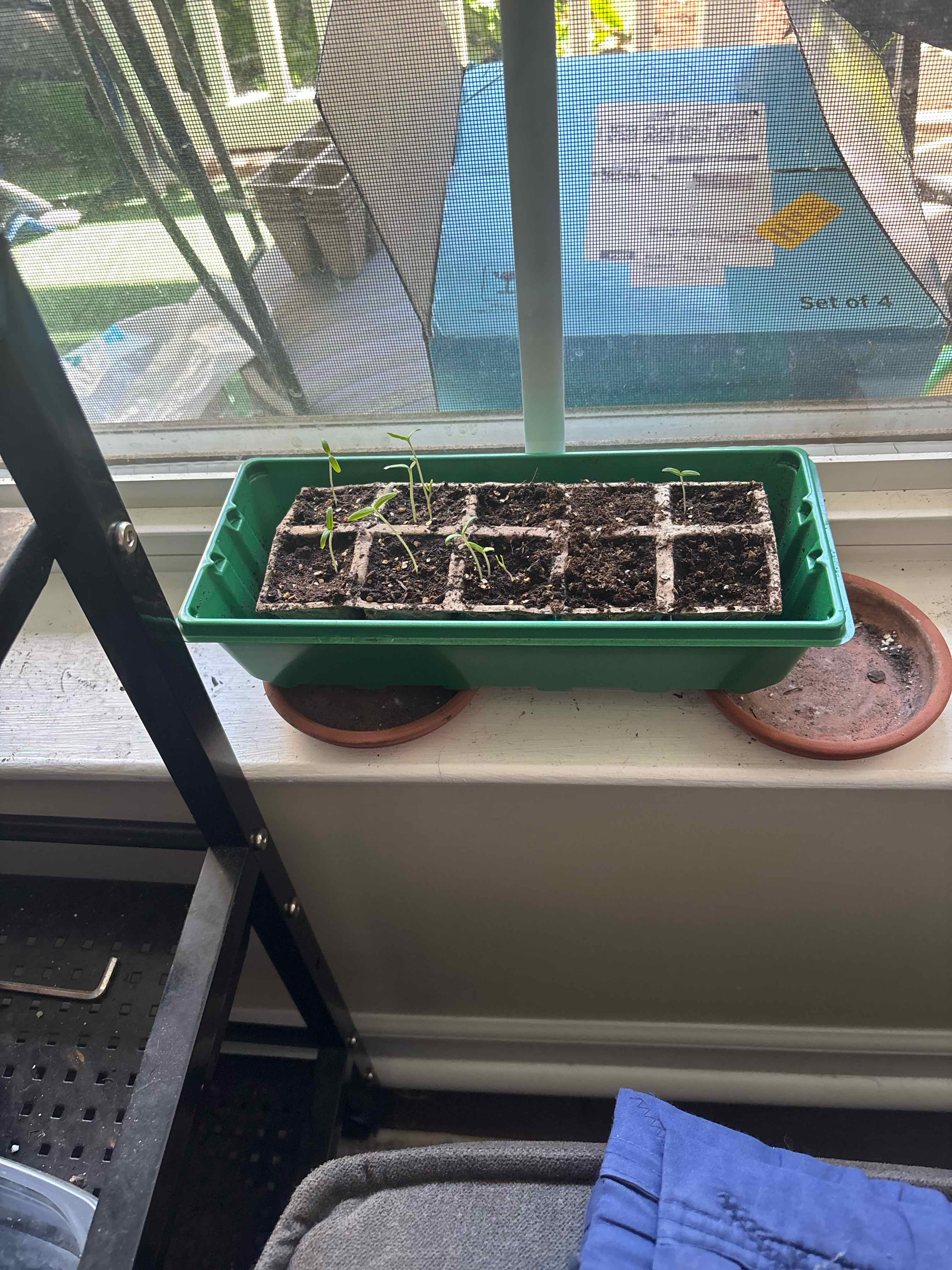 Photo of the plant species Cherry Tomato by @planthigh named Tom on Greg, the plant care app