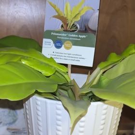 Photo of the plant species Philodendron stenolobum by @StrongHeketara named Sol on Greg, the plant care app