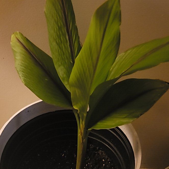 Photo of the plant species Musa Red Tiger Banana Tree by @HeroFern5 named Marley on Greg, the plant care app