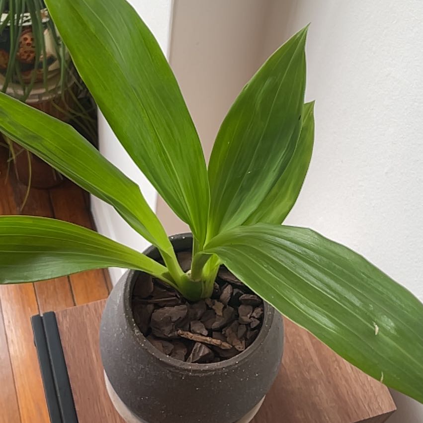 Photo of the plant species Orchid by @SinewyBagpod33 named Nithin on Greg, the plant care app