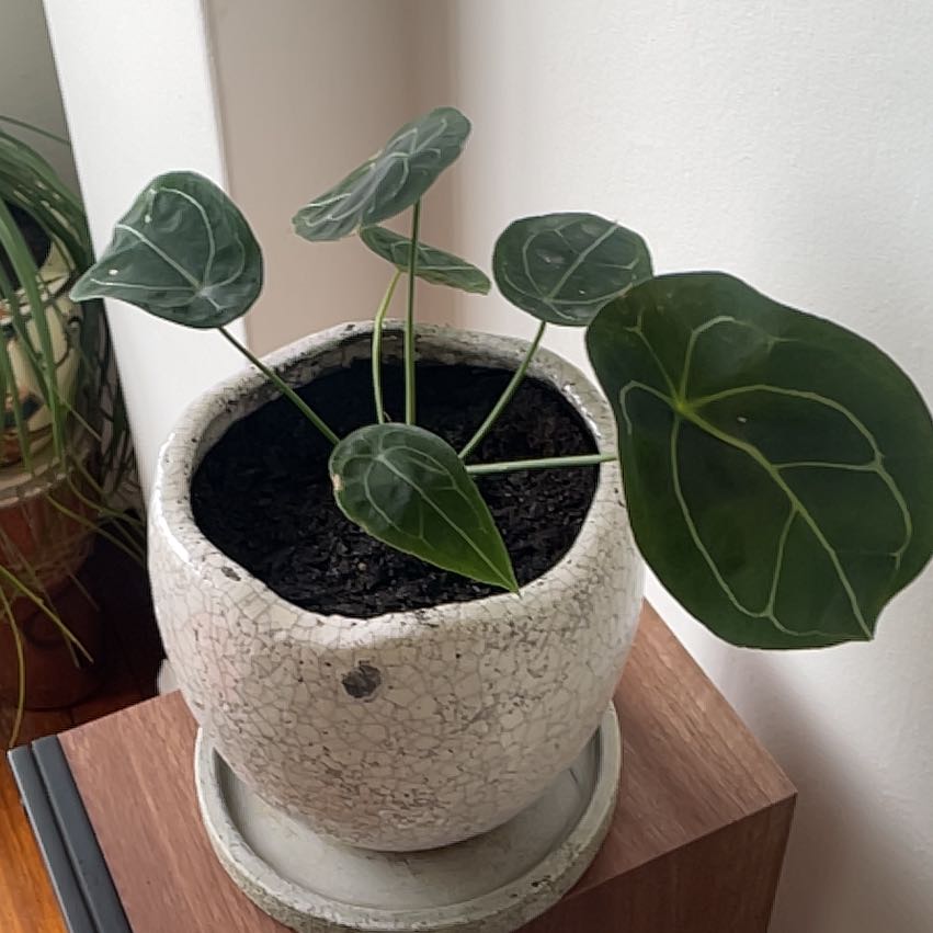 Photo of the plant species Anthurium forgetii x crystallinum by @SinewyBagpod33 named LiloStitch on Greg, the plant care app