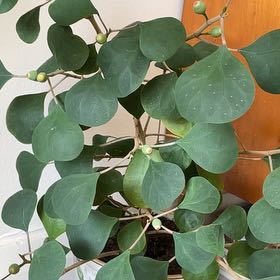 Photo of the plant species Mistletoe Fig by @SinewyBagpod33 named Taylor Swift on Greg, the plant care app