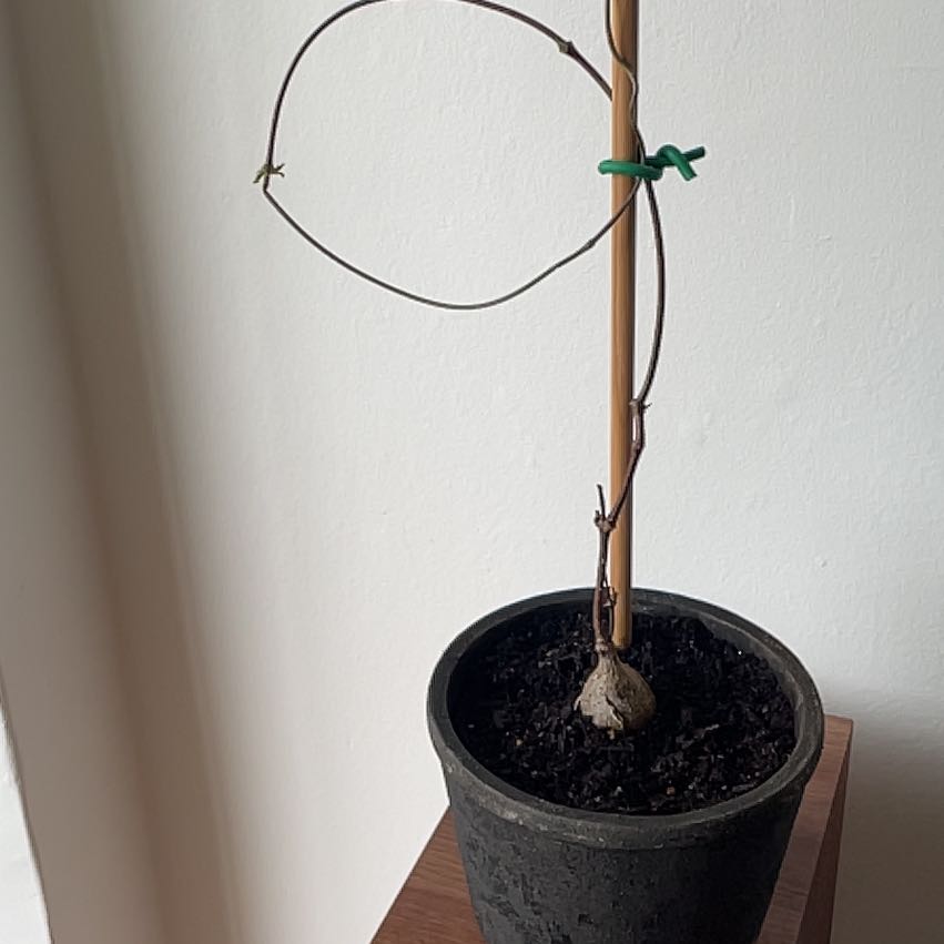 Photo of the plant species Petopentia Natalensis by @SinewyBagpod33 named Terra on Greg, the plant care app