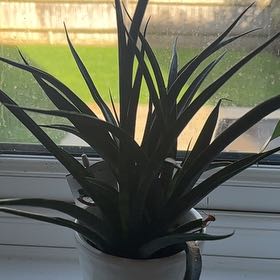 Photo of the plant species Succulent by @FinestMistystar named Succulent on Greg, the plant care app