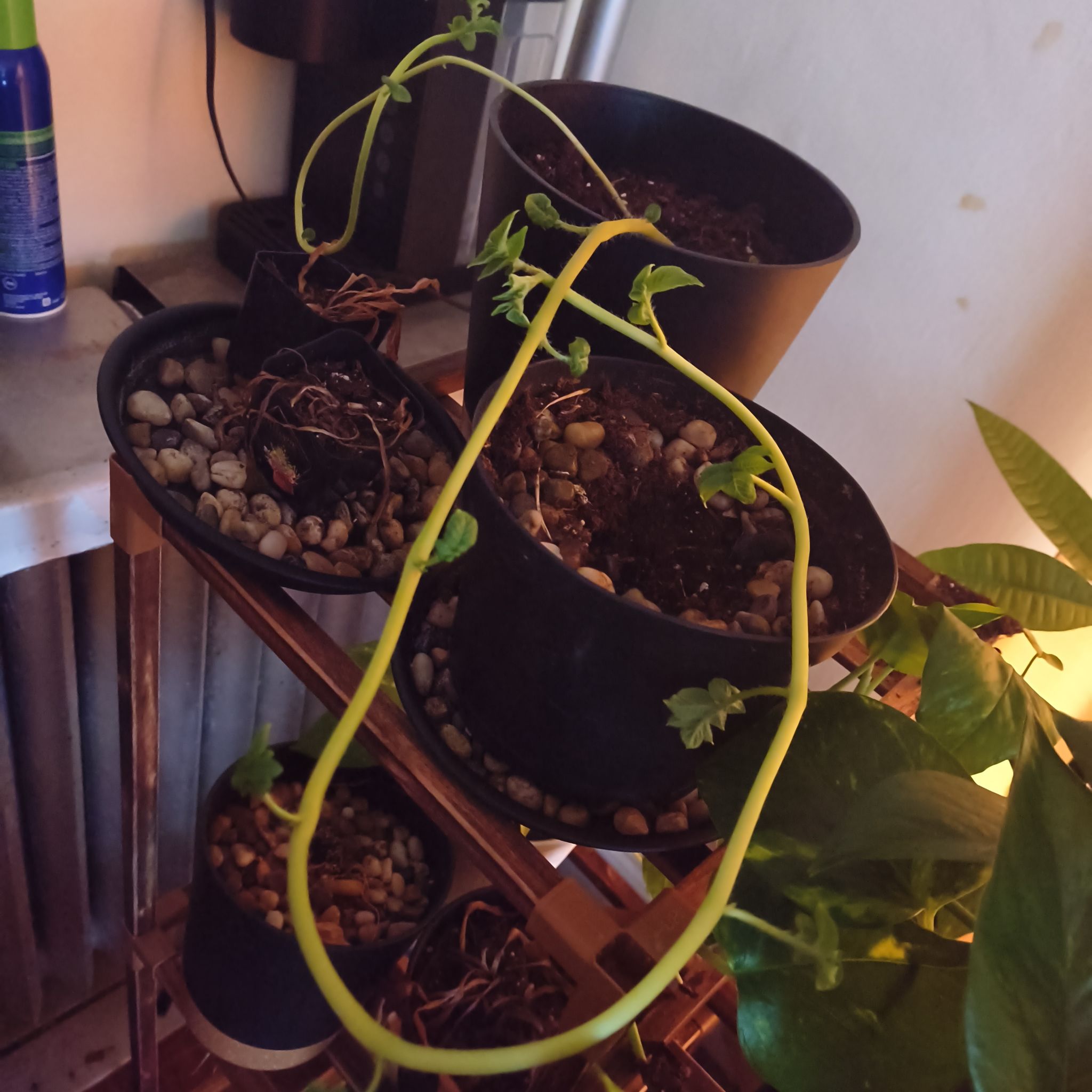 Photo of the plant species Potatoe by @BraveBrandegea named Athena on Greg, the plant care app