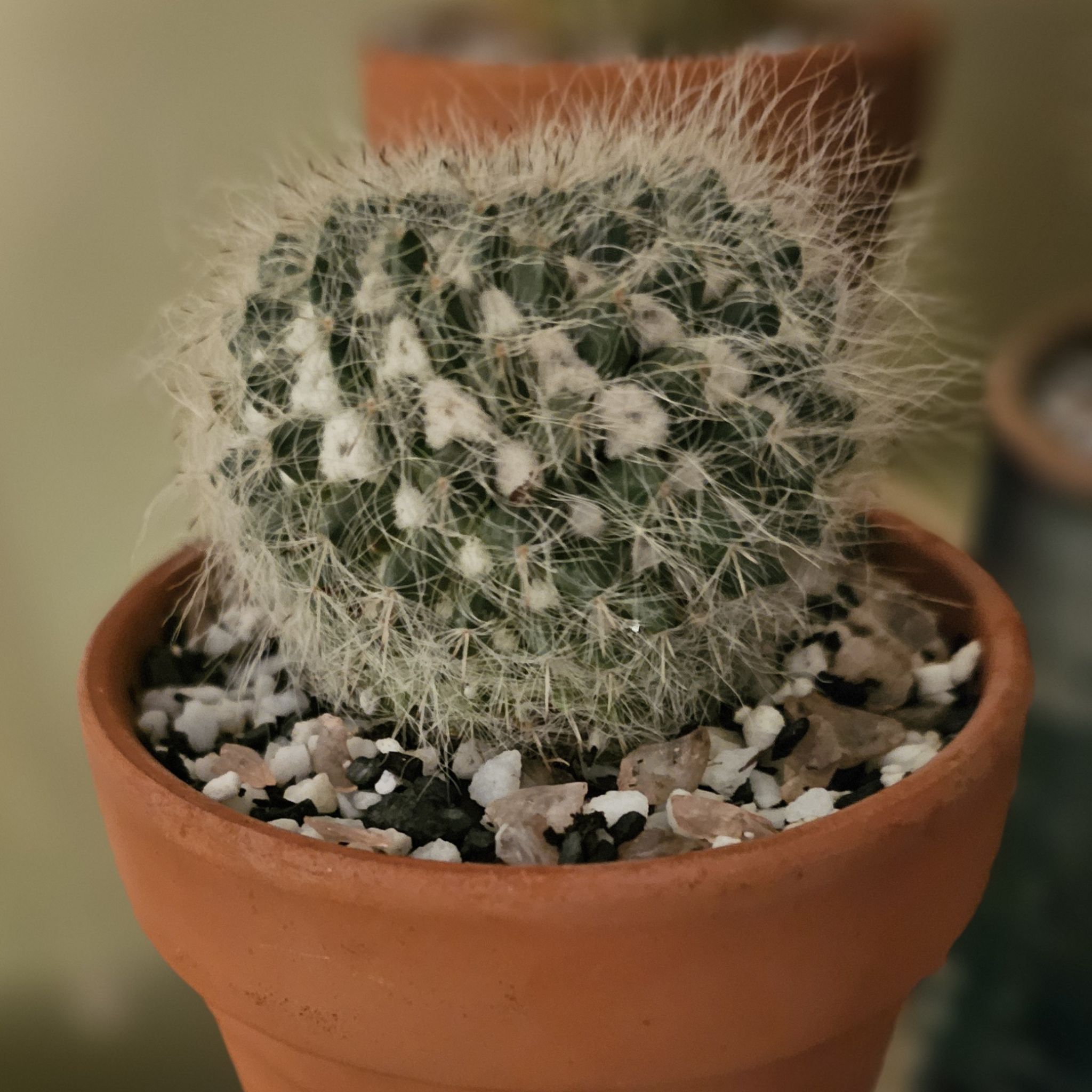 Photo of the plant species Crested White Crown Cactus by @SpicyLimabean92 named Louie Anderson on Greg, the plant care app
