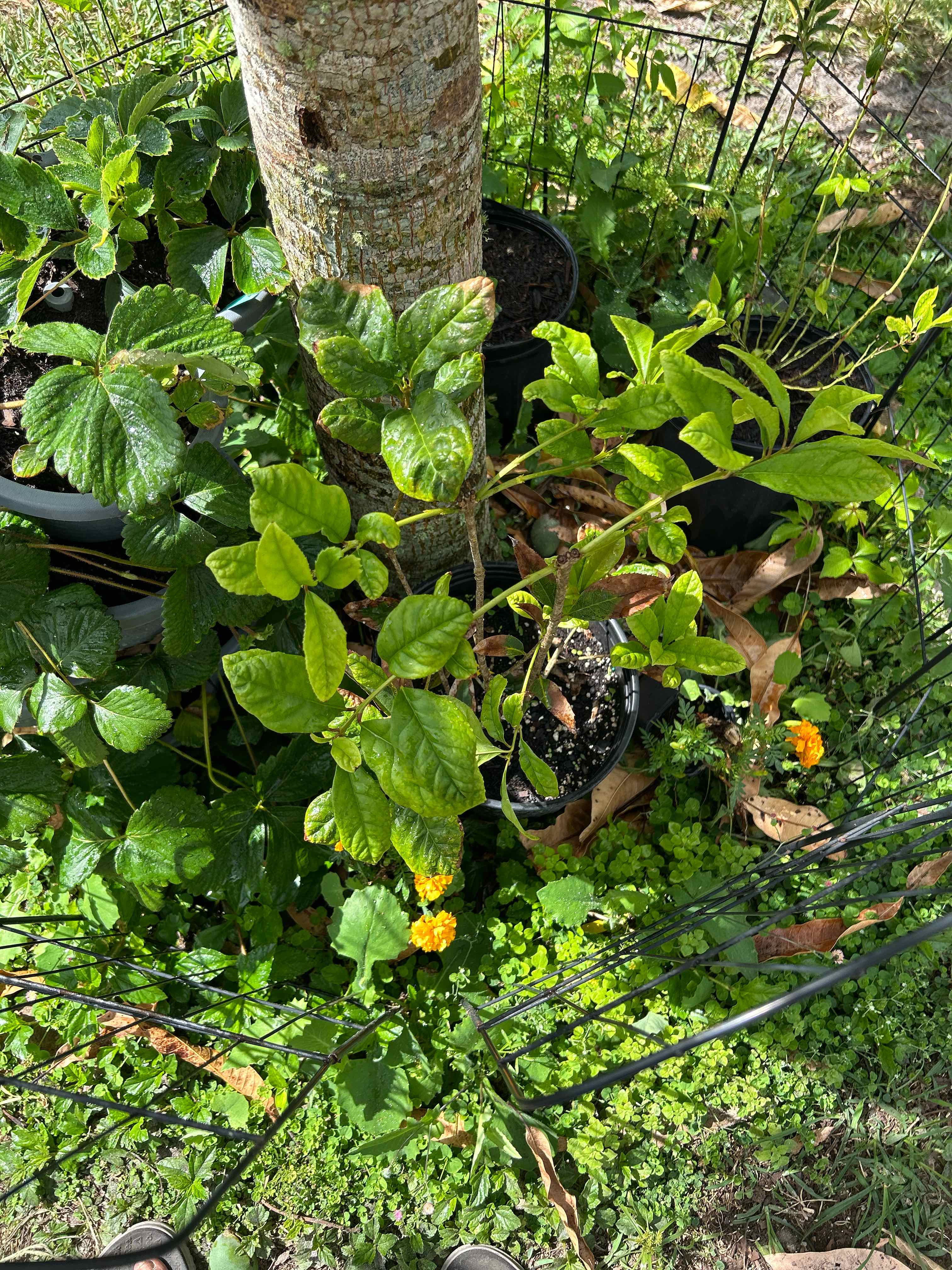 Photo of the plant species Sweet Osmanthus by @UptodateAnthora named Zhongli on Greg, the plant care app