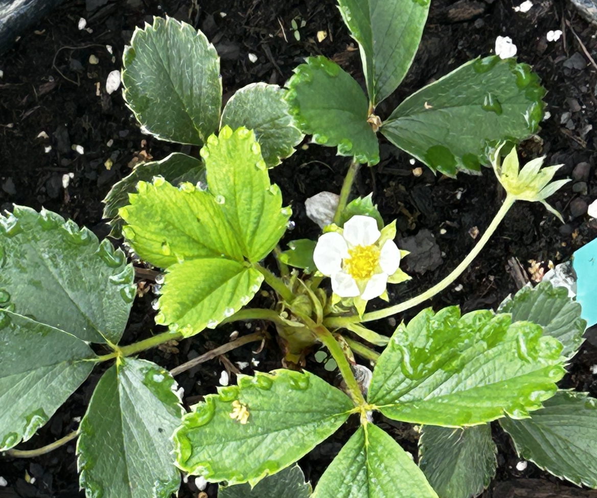 Photo of the plant species Pineberry by @UptodateAnthora named Sylus on Greg, the plant care app